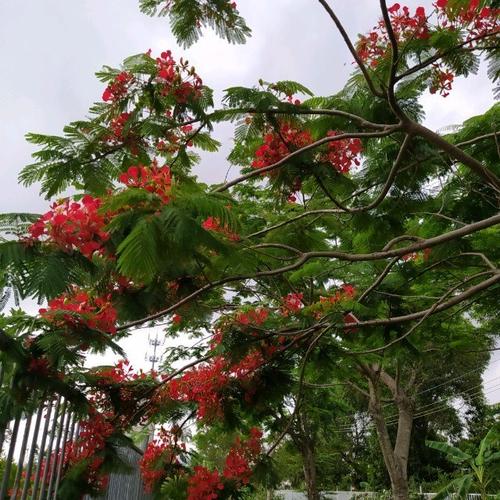dai-ly-fv88-an-giang